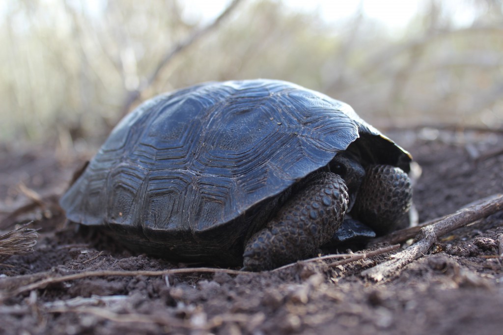 Galapagos Tortoises Make a Comeback, Thanks to Rat Eradication ...