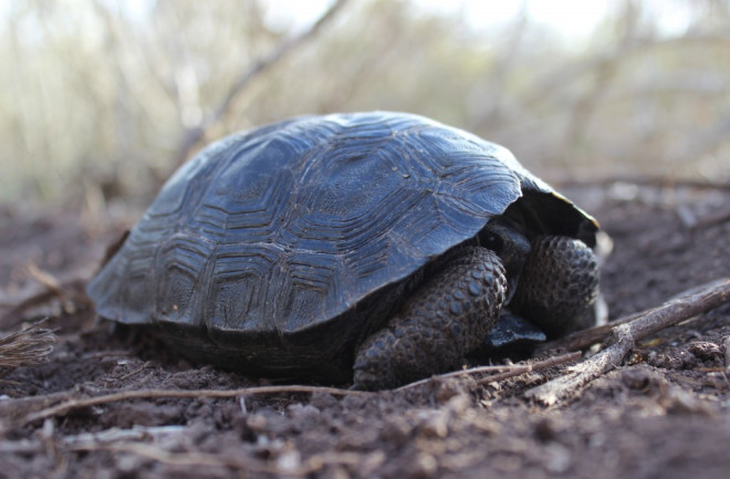 tortoise-1024x682.jpg
