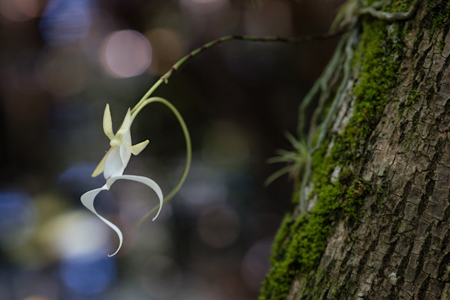 Ghost Orchid