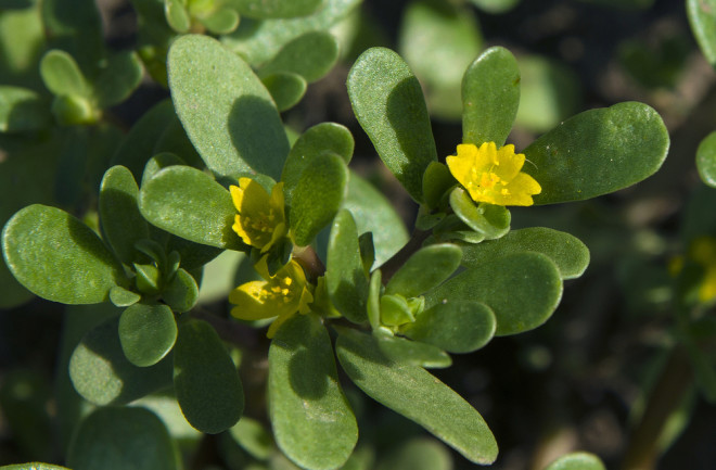 Purslane