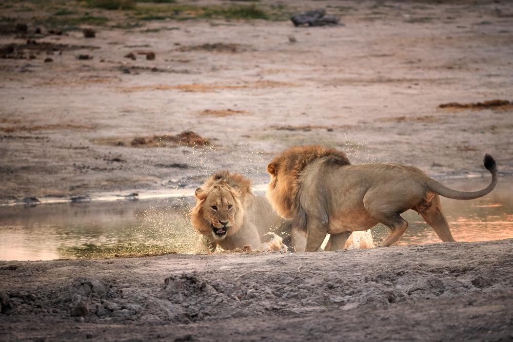 Male Lions Fend Off Other Males and Hyenas When Their Pride Has Cubs