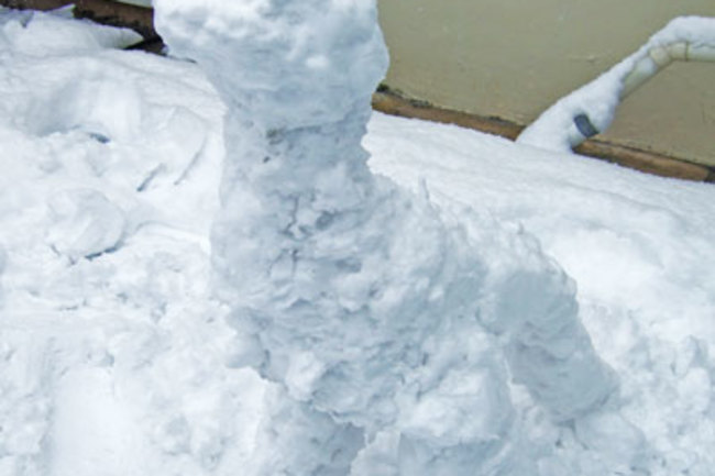 Snowrex.jpg