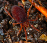 petallid150.jpg
