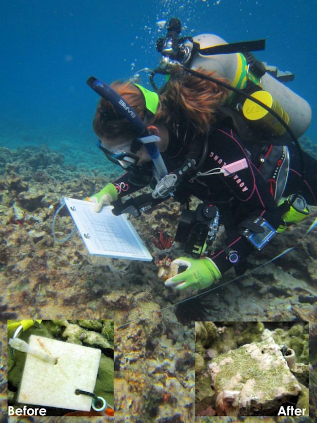 nyssa_accretion_bioerosion_reef-768x1024.jpg