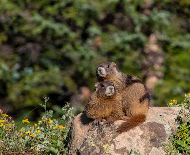 Wild Animals Can Experience Trauma and Adversity Too