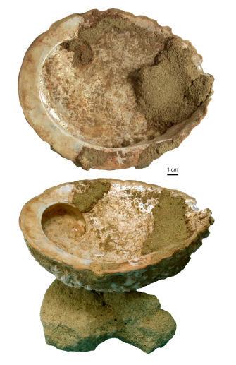 abalone.png