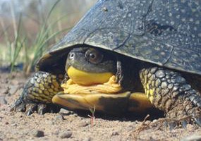 blandingsturtle-schuurman.jpg