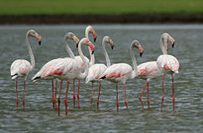 220px-Greater Flamingoes (Phoenicopterus roseus) W2 IMG 0072