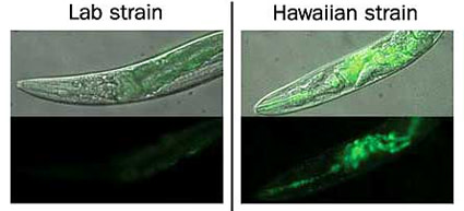 nematodes2.jpg