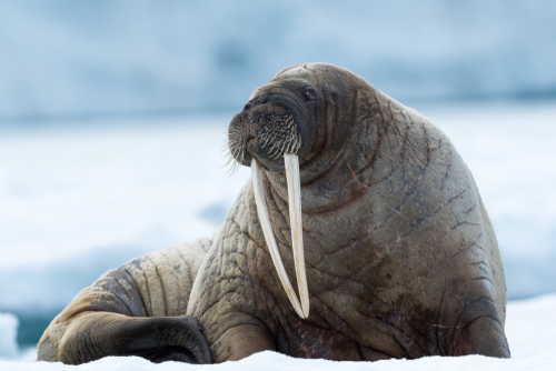 Top 10 Cold Weather Animals and How They Thrive | Discover Magazine