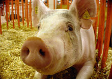 pig.jpg