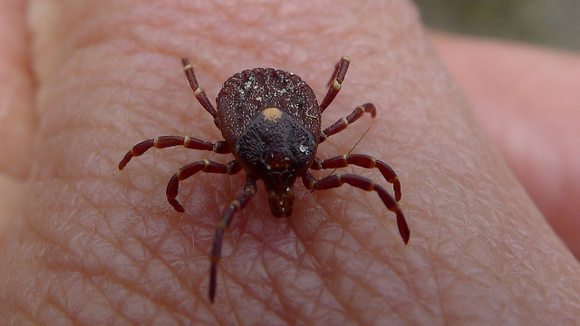 Tick_Photo_John_Tann.jpg