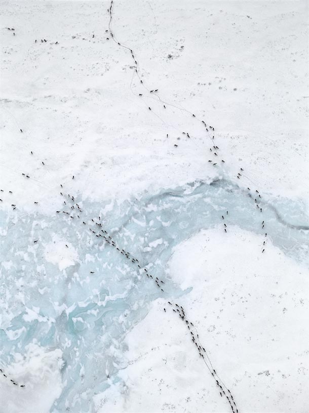 Caribou-Migration-20022.jpg
