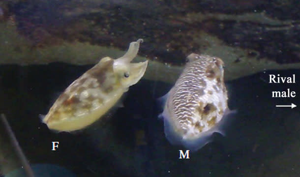 CuttlefishDeception.jpg