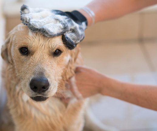 can i use my leave in conditioner on my dog