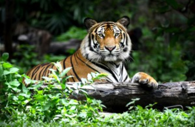 Bengal Tiger - Shutterstock