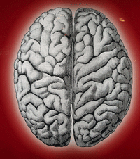 brain.gif