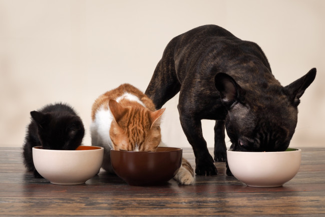 The Very Best Diet for Dogs, According to Vets