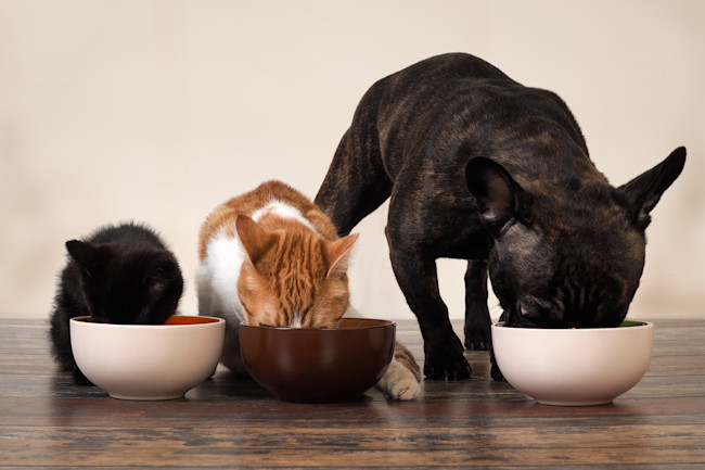 Why Few Vets Say Raw Dog Food Is A Good Idea Discover Magazine