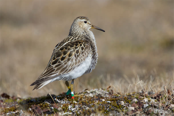 Pectoral_sandpiper.jpg