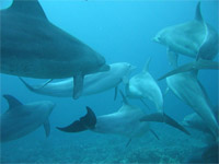 Bottlenosedolphinas.jpg