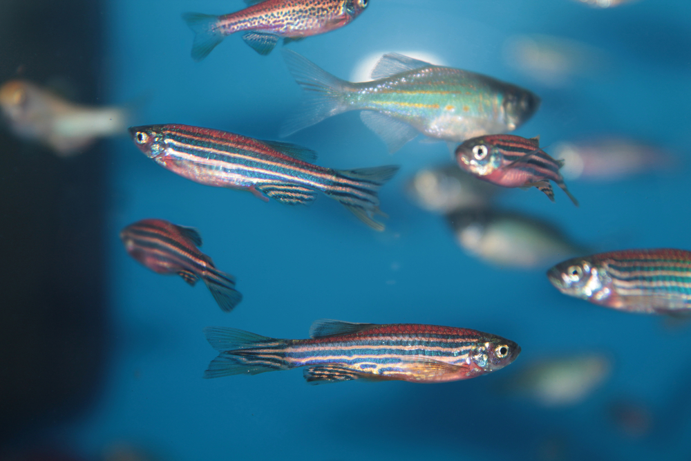Photo of Zebrafish Could Be