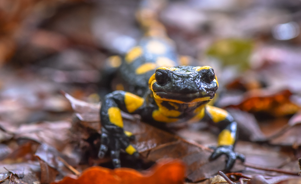 Animals of the Forest Floor | Discover Magazine