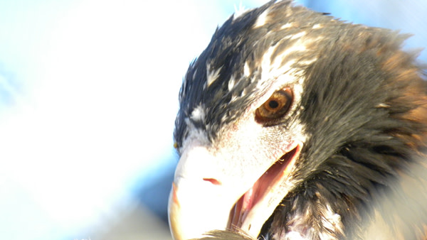 Wedge_tailed_eagle.jpg