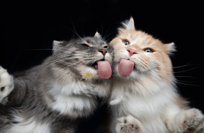 Cats Licking