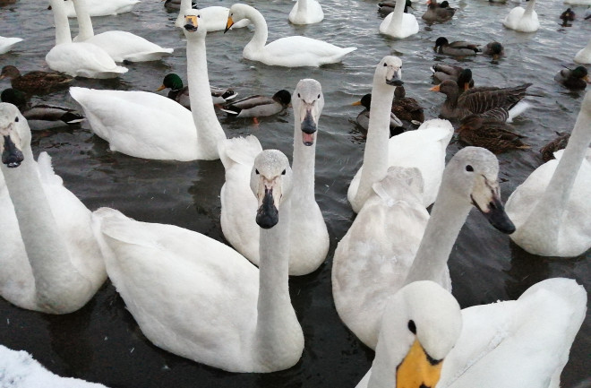 Whooper Swan