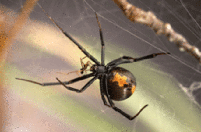 redback-spiders-web.gif