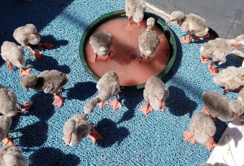 Group-of-Baby-FLamingos-Eating-and-Sunning.jpg