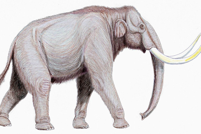 1280px-Mammuthus trogontherii122DB