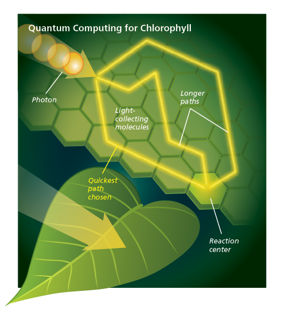 chlorophyll-computing