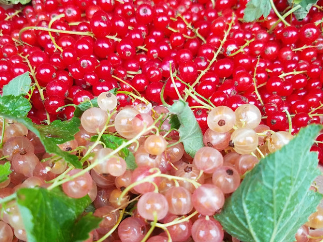 Wild red currant berries