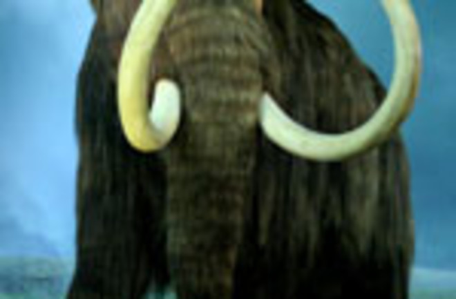 Wooly_Mammoth-RBC.jpg