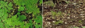greatlakes-worm-watch2-300x101.jpg