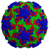 Rhinovirus.jpg