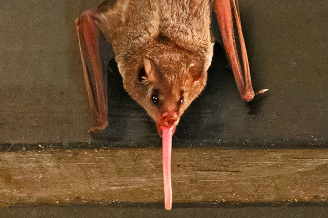 long-tongued-bat.jpg