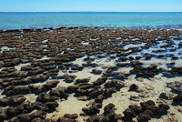 stromatolites.gif