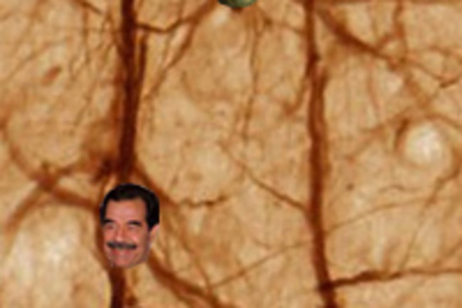 Neurons.jpg