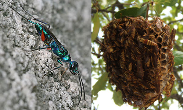 Wasps.jpg