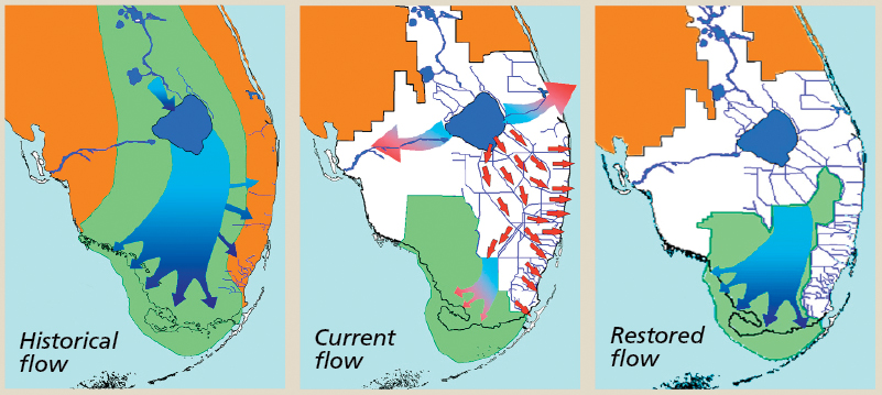 everglades-flow