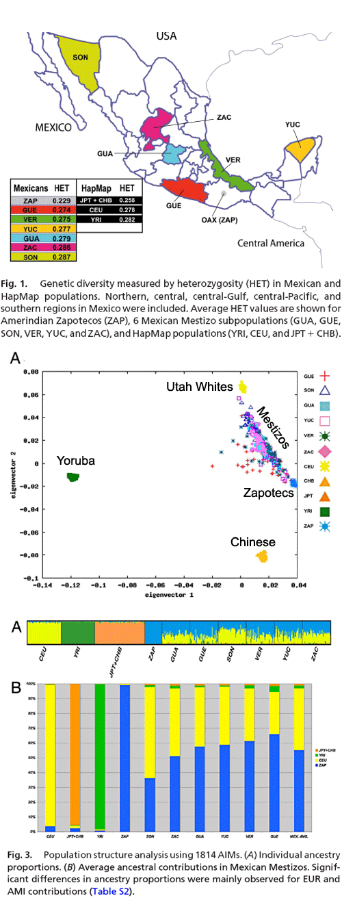 Population Substructure Of Mexican Mestizos | Discover Magazine