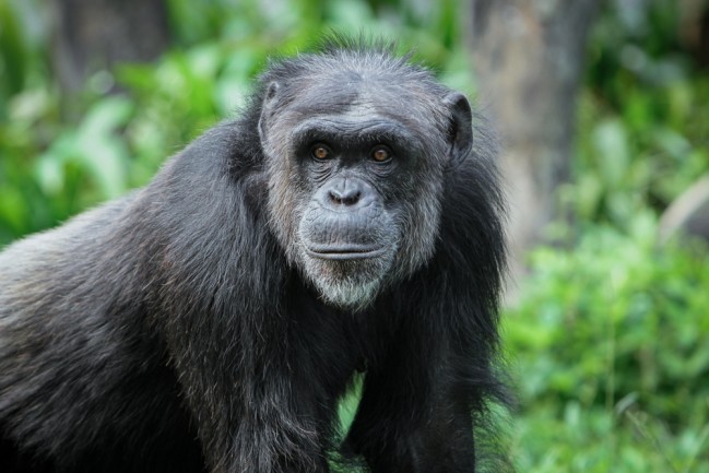 The bonobo is an endangered great ape. It is one of the two species making up the genus Pan (Pan troglodytes)
