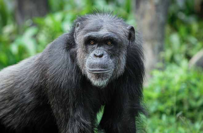 The bonobo is an endangered great ape. It is one of the two species making up the genus Pan (Pan troglodytes)