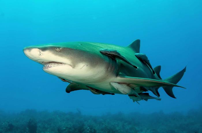 The Massive Megalodon May Have Been Even Longer and Sleeker