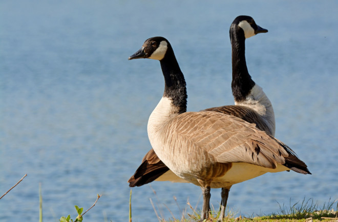 Canada geese