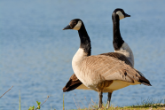 For This Goose Couple Love Knows No Boundaries Discover Magazine