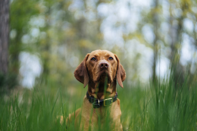 Pet dog in tall grass